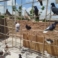 کبوتر|پرنده|سبزوار, شرق کال میانی|دیوار