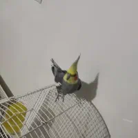 عروس هلندی نر و ماده