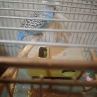 فروش مرغ عشق