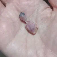 جوجه قناری سرلاکی