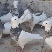 کبوتر