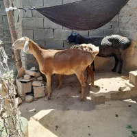 جوان و سرحال