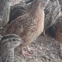 مرکز فروش بلدرچین بالغ در زابل