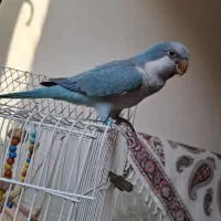 طوطی راهب
