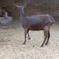 بز مورسیا اصل