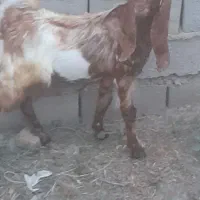 سلام