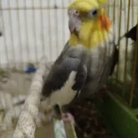 اهواز ملاشیه خیابان سه کوچه شش