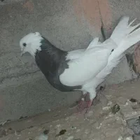 کفتر