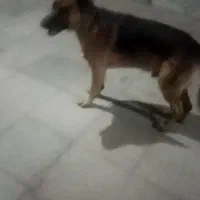 سگ ژرمن نر