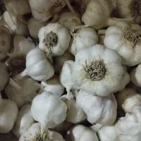 سیر و‌ نخود محلی