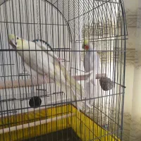 عروس هلندی دستی