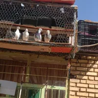 طوقی|پرنده|فلارد, |دیوار