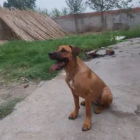 واگذاری طوله سگ ۵ماهه ژرمن پیتبول