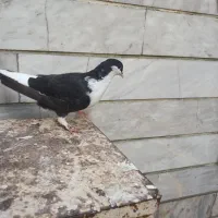 کبوتر چادری