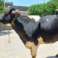 فروش گاو آبستن