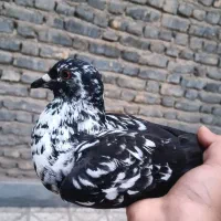کبوتر، کفتر