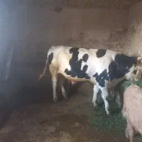 گاونر