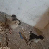جوجه لری