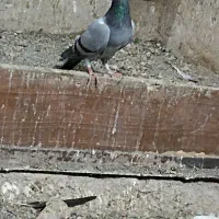 کفتر|پرنده|بیرجند, |دیوار
