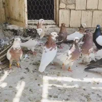 دسته ۱۴ تایی بهبانی