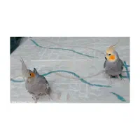 عروس هلندی