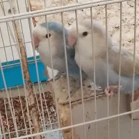 طوطی