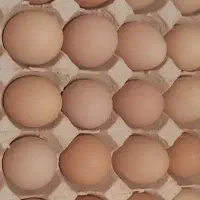 تخم مرغ نطفه دار نژاد گلین درجه یک و خالص