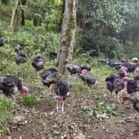بوقلمون  ارگانیک درجه یک
