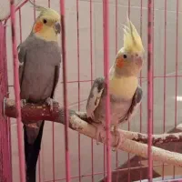 معاوضه عروس هلندی نر بالغ جوان با ماده لوتینو