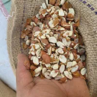 بادام هندی زمینی  لپه نیمه