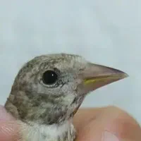 جوجه سهره