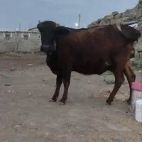 گاو