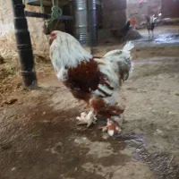 مرغوخروس نژادچندنوع کاملا محلی