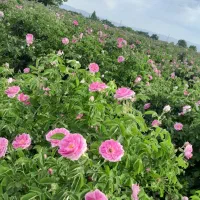 گلاب|خوردنی و آشامیدنی|مشهد, فرخد|دیوار