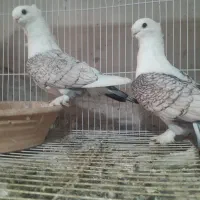کبوتر بلژیکی
