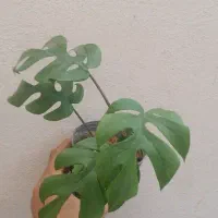 گل آپارتمانی و بیرونی