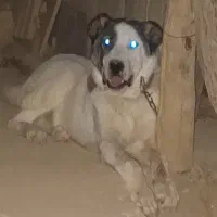 سگ.|سگ|کبودرآهنگ, |دیوار