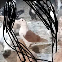 کفتر|پرنده|مشهد, موعود|دیوار