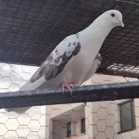 کبوتر پرشی