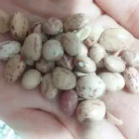 فروش لوبیا