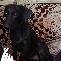 سگ نژاد اشپیتز سوسیسی