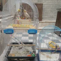 عروس هلندی