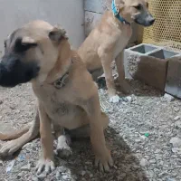 توله نگهبان