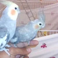 مرغ عشق|پرنده|قم, شهرک فاطمیه|دیوار