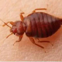 سمپاشی ساس سوسک موش ( سم پاشی ۲۴ ساعته )