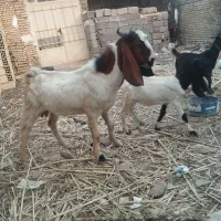 بز بار دار