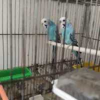 ۲ تا مرغ عشق جفت