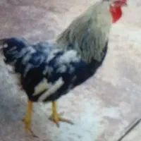 خروس