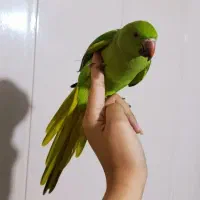 طوطی ملنگو ۵ماهه