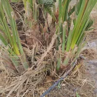 بچ حاج باقری